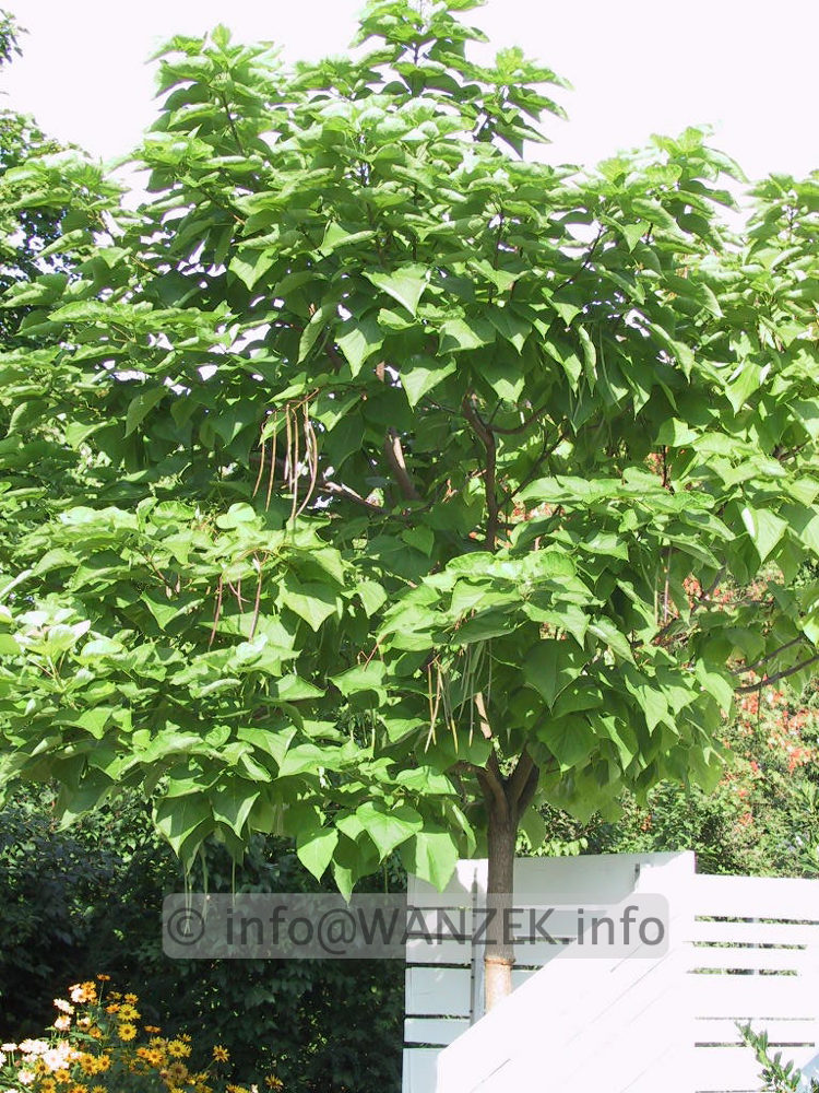 Catalpa bignonioides Aurea - Spaetsommer 1.jpg